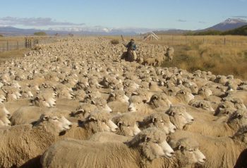 Declaran la emergencia agropecuaria por sequía en Chubut