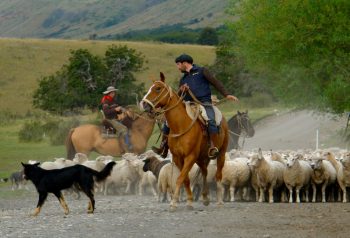 La emergencia agropecuaria en Chubut suma presión política sobre la agenda productiva