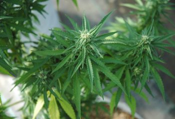 El Gobierno intervino otra vez la agencia de cannabis medicinal y abrió una nueva etapa regulatoria